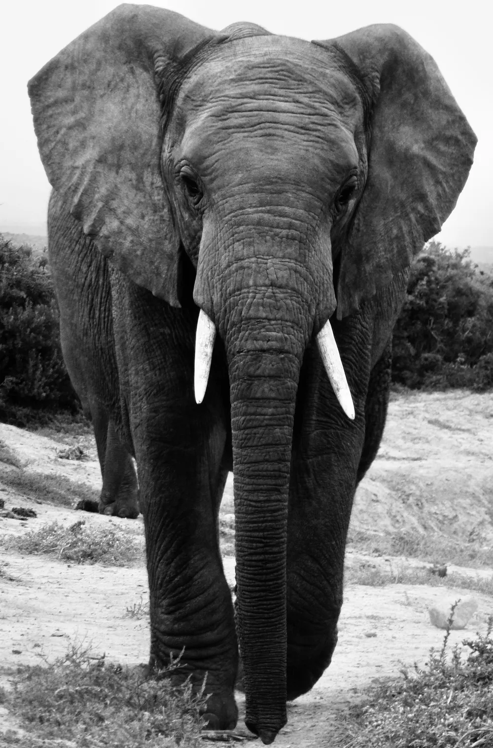 A photo Taken by Jacob Padilla. Location: South Africa